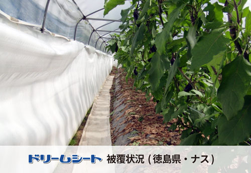 ドリームシート　徳島県のナスハウスで採用。巻き取りや折りたたんでもかさばりません。写真はナス栽培はうすでの使用例。