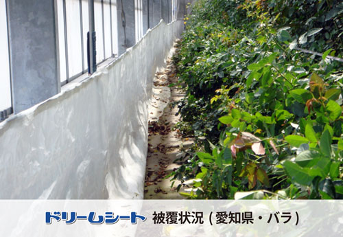 ドリームシート　愛知県バラ栽培ハウスの被覆状況　約20％の燃料節約　スソ部分への採用事例
