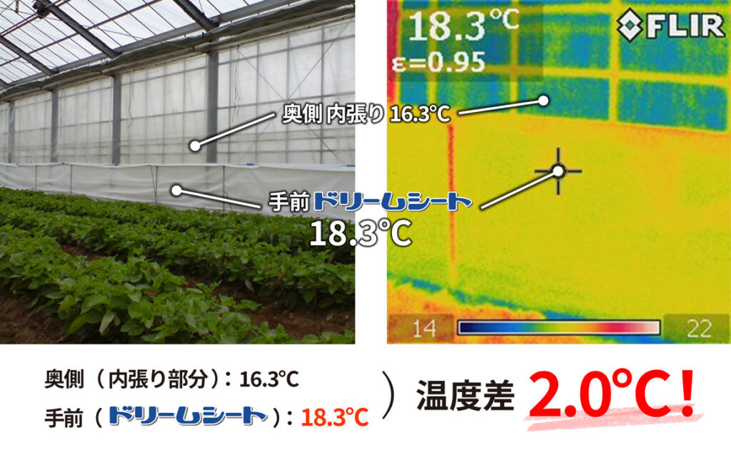 ドリームシート　愛知県大葉栽培ハウスで農POフィルムとの保温性検証2