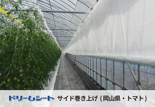 ドリームシート　岡山県トマトの被覆状況　サイド巻き上げ部分への採用事例　サイドを巻き上げた状態