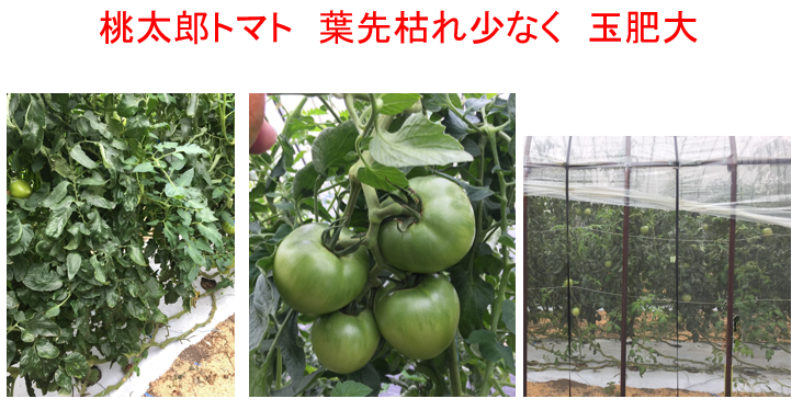 水溶性ケイ酸資材 マグマSi / トマト