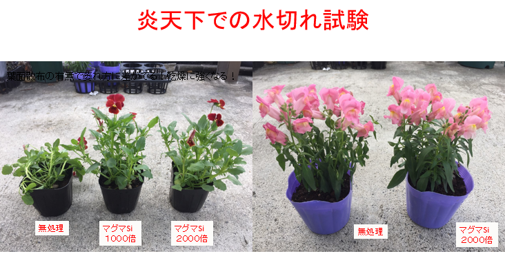 水溶性ケイ酸資材 マグマSi / 炎天下での水切れ試験