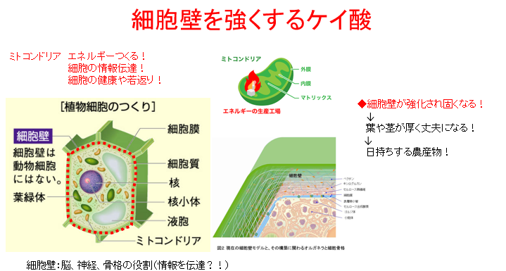 水溶性ケイ酸資材 マグマSi / 細胞壁の強化
