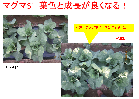 水溶性ケイ酸資材 マグマSi / 成長促進