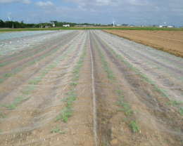 サンサンネットソフライトSL2200(1㎜目合) / ベタ掛け写真